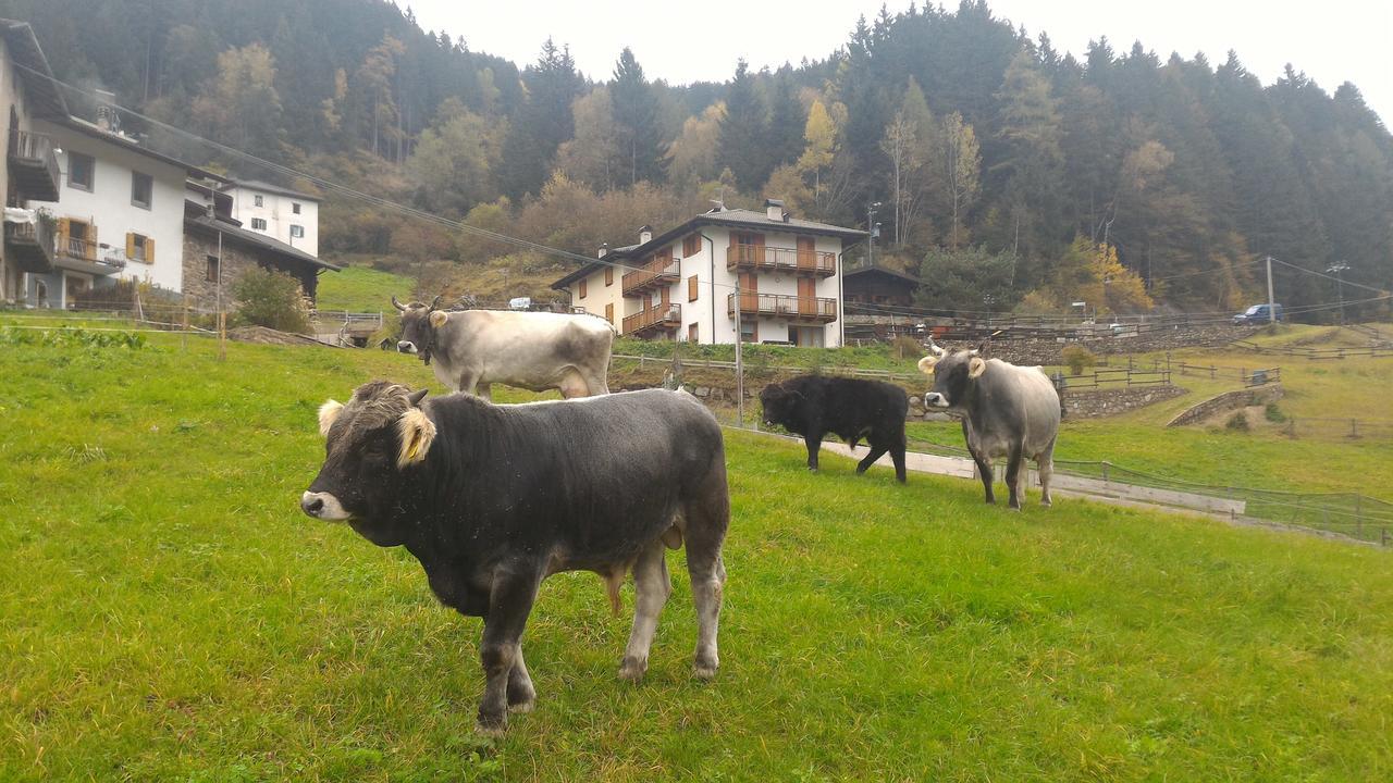 Апартаменты Il Cardo Trentino Bedollo Экстерьер фото